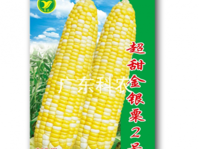 超甜金银粟2号玉米种子蔬菜种子（200克/包）广东省农科院选育图2