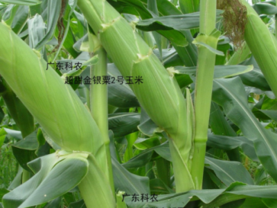 超甜金银粟2号玉米种子蔬菜种子（200克/包）广东省农科院选育图5