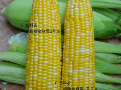 超甜金银粟2号玉米种子蔬菜种子（200克/包）广东省农科院选育图4