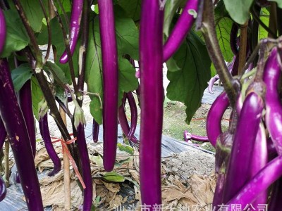 茄子种子紫长茄种子紫色茄子种子国产蔬菜京研京茄32号紫茄种子图4