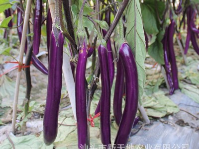 茄子种子紫长茄种子紫色茄子种子国产蔬菜京研京茄32号紫茄种子图3
