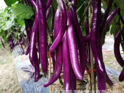 茄子种子紫长茄种子紫色茄子种子国产蔬菜京研京茄32号紫茄种子图2