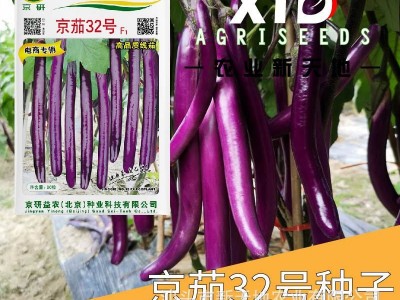 茄子种子紫长茄种子紫色茄子种子国产蔬菜京研京茄32号紫茄种子图5