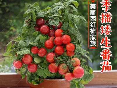 矮生盆栽番茄种子草莓蔬菜种孑苗樱桃小西红柿圣女果四季春阳台籽图5