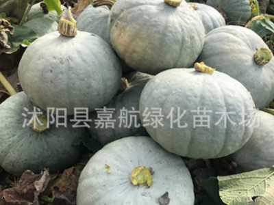 南瓜种籽大全 绿贝贝南瓜板栗高产巨型南瓜日本甜老蜜密本种子图2