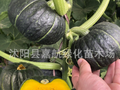 南瓜种籽大全 绿贝贝南瓜板栗高产巨型南瓜日本甜老蜜密本种子图3
