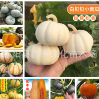 南瓜种籽大全 绿贝贝南瓜板栗高产巨型南瓜日本甜老蜜密本种子