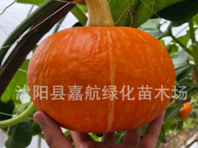 南瓜种籽大全 绿贝贝南瓜板栗高产巨型南瓜日本甜老蜜密本种子图5
