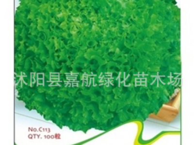美国大速生菜种子彩叶奶油结球蔬菜易种易活青菜种籽各种生菜籽图2