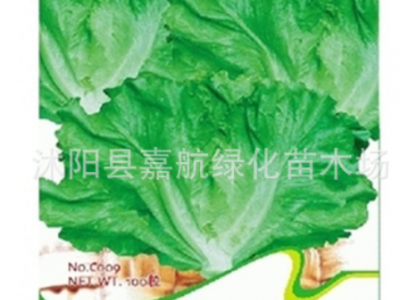 美国大速生菜种子彩叶奶油结球蔬菜易种易活青菜种籽各种生菜籽图3