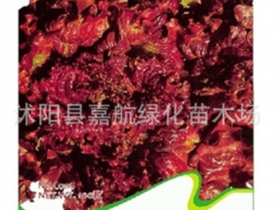 美国大速生菜种子彩叶奶油结球蔬菜易种易活青菜种籽各种生菜籽图5