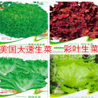 美国大速生菜种子彩叶奶油结球蔬菜易种易活青菜种籽各种生菜籽