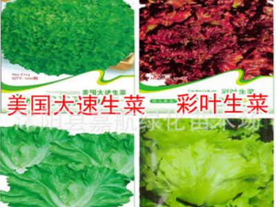 美国大速生菜种子彩叶奶油结球蔬菜易种易活青菜种籽各种生菜籽图4