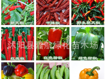 蔬菜种子南韩金喜二金条辣椒种子 8819线椒 南韩干椒 泡椒种子图3