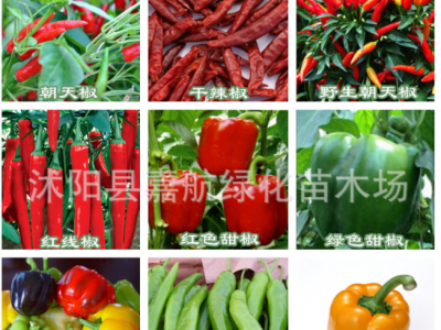 蔬菜种子南韩金喜二金条辣椒种子 8819线椒 南韩干椒 泡椒种子图5