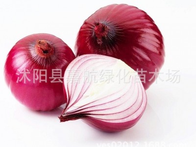 庭院阳台 蔬菜种子 洋葱种子 红皮圆葱种子 肉质脆嫩 全国栽培图3