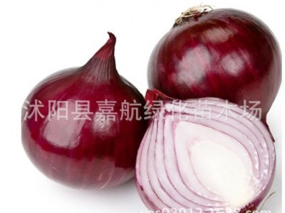 庭院阳台 蔬菜种子 洋葱种子 红皮圆葱种子 肉质脆嫩 全国栽培图5