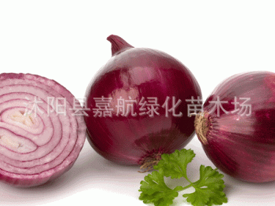 庭院阳台 蔬菜种子 洋葱种子 红皮圆葱种子 肉质脆嫩 全国栽培图4