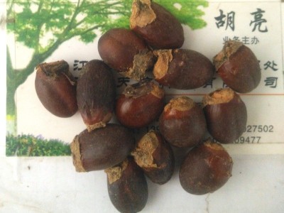 【天信种业】批发水果树苗种荔枝树种子杨贵妃荔枝一斤包邮图5