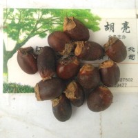 【天信种业】批发水果树苗种荔枝树种子杨贵妃荔枝一斤包邮