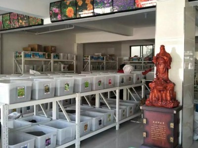 传统有机红皮洋葱种子 大圆葱 葱头 球葱种子 四季播种图3