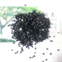 传统有机红皮洋葱种子 大圆葱 葱头 球葱种子 四季播种
