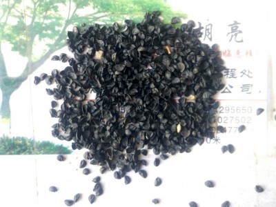 传统有机红皮洋葱种子 大圆葱 葱头 球葱种子 四季播种图5