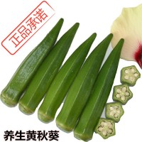 黄秋葵红秋葵蔬菜养生补肾菜 四季播 特色蔬菜种子包邮