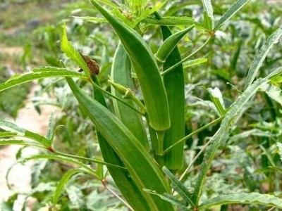 黄秋葵红秋葵蔬菜养生补肾菜 四季播 特色蔬菜种子包邮图2