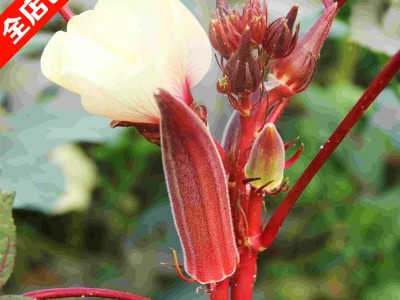 黄秋葵红秋葵蔬菜养生补肾菜 四季播 特色蔬菜种子包邮图4