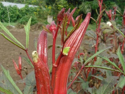 黄秋葵红秋葵蔬菜养生补肾菜 四季播 特色蔬菜种子包邮图3