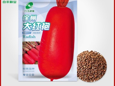 合肥种业 秋季萝卜种子红皮白肉水果萝卜种籽菜种籽秋季蔬菜种孑图5
