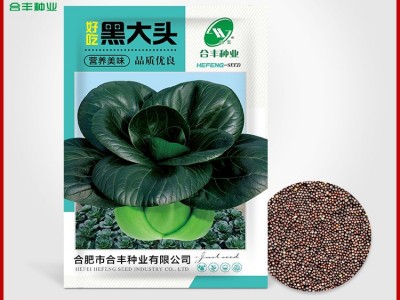 厂家批发 黑大头菜籽青菜种子大叶黑叶油亮矮脚苏州青上海青菜蔬图5