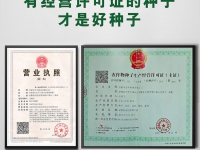 娃娃菜种子四季黄心白菜新鲜快菜青菜白菜籽家庭耐寒蔬菜种子批发图2