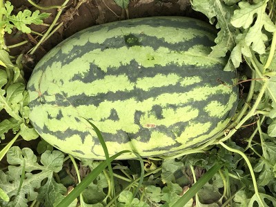 中科茂华水果种子中科黄金帅西瓜种子金玲珑黄皮红肉礼品西瓜小型图2