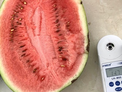 中科茂华水果种子中科黄金帅西瓜种子金玲珑黄皮红肉礼品西瓜小型图3