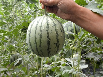 中科茂华瓜果种子茂华小金兰礼品西瓜种子黄肉超小风类500粒/盒图4