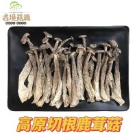 云南野生菌鹿茸菌鹿茸菇脆脆菇煲汤食材酒店餐饮火锅供应蘑菇