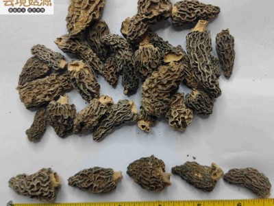 云南特产野生羊肚菌香格里拉丽江正品蘑菇批发干货产地直发图2