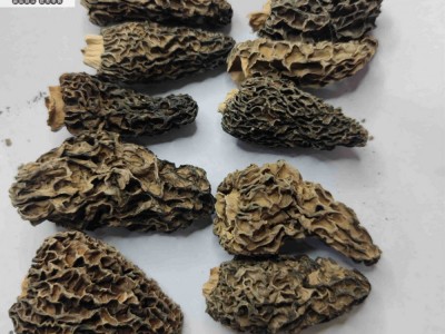 云南特产野生羊肚菌香格里拉丽江正品蘑菇批发干货产地直发图3