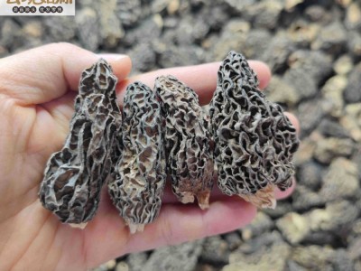 云南特产野生羊肚菌香格里拉丽江正品蘑菇批发干货产地直发图4