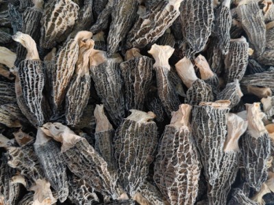 云南野生菌羊肚菌批发蘑菇羊肚菌羊肚菇500克一袋一斤包邮图3