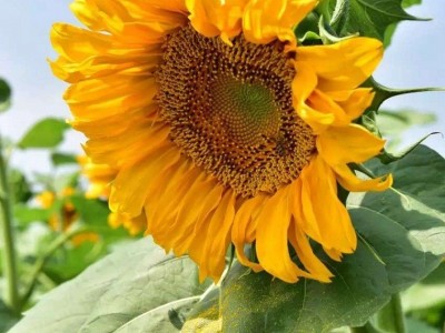 新货葵花籽361.363.5009.601.3939.内蒙古产地直供 工厂供货图4