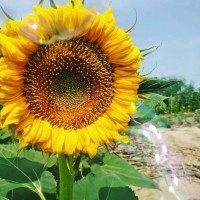 新货葵花籽361.363.5009.601.3939.内蒙古产地直供 工厂供货