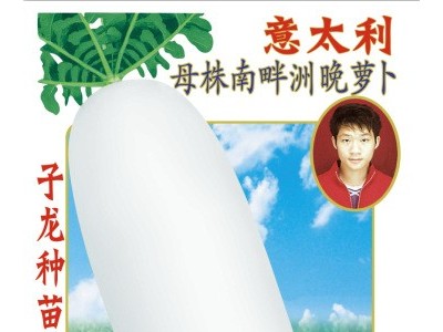 好阳光蔬菜种子意大利母株南畔洲晚萝卜基地田园阳台盆栽图4