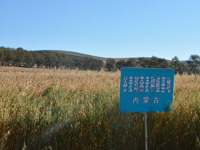 燕麦米坝上高原莜麦坝膳食纤维内蒙古燕麦五谷杂粮图4