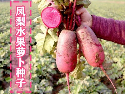 凤鸣雅世 凤梨萝卜种子 100粒+10克组合 四季农家蔬菜种子批发图3