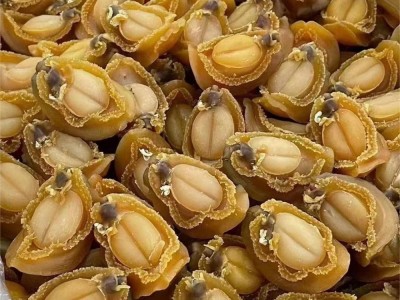 大连吉品鲍鱼黄金鲍12头 15头 18头海味干货产品 全规格鲍鱼批发图3