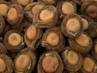 源头批发南非鲍鱼海味批发鲍鱼南非鲍鱼干4头一手货源图3