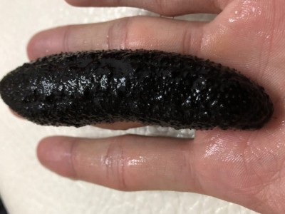 豪迪 产地批发灰北极海参 50-200头淡干深海青皮米参 土耳其图2